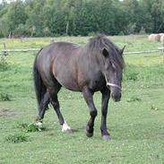 Anden særlig race Claire Tøsen