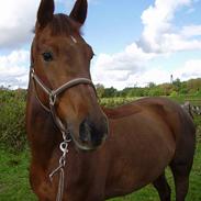 Anden særlig race Cedergårdens irish flight