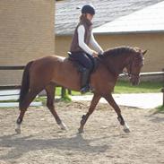 Anden særlig race Cedergårdens irish flight