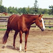 Anden særlig race LaFayette