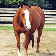 Anden særlig race LaFayette