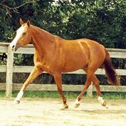 Anden særlig race LaFayette