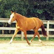 Anden særlig race LaFayette