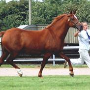 Welsh Cob (sec D) Merza's Curly Sue