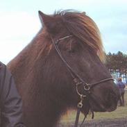 Islænder Hvellur fra Strandarhöfda