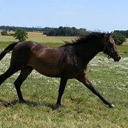 Trakehner Rødhøjs Chopstar