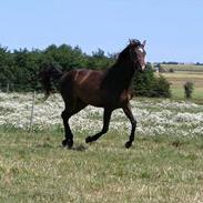 Trakehner Rødhøjs Chopstar