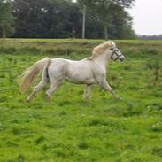 Anden særlig race Sisse
