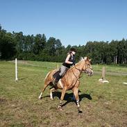 Svensk Varmblod Lara