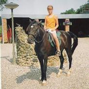 New Forest Vadgårds Blackie