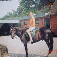 New Forest Vadgårds Blackie