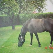 New Forest Vadgårds Blackie