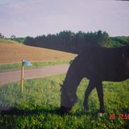 New Forest Vadgårds Blackie