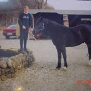 New Forest Vadgårds Blackie