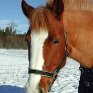 Welsh Pony af Cob-type (sec C) Soya Dart III