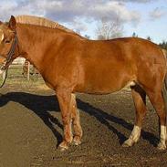 Welsh Pony af Cob-type (sec C) Soya Dart III