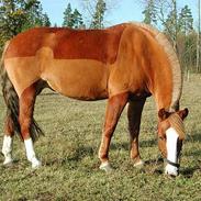 Welsh Pony af Cob-type (sec C) Soya Dart III