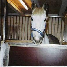 Connemara Petit Cheval, solgt