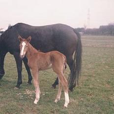 Dansk Varmblod Citrus. Solgt (2006)