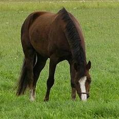 Welsh Cob (sec D) Cæsar (T`s Twillight)