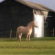 Fjordhest Debbig (død)