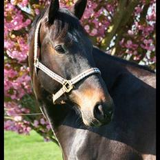 Oldenborg Sigurd Søndervang † 