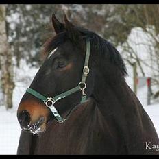 Oldenborg Sigurd Søndervang † 