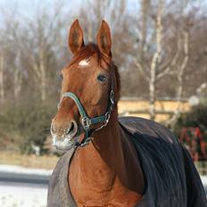 Dansk Varmblod Isabella †