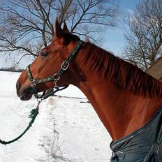 Dansk Varmblod Isabella †