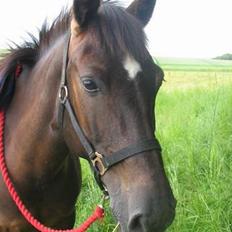 Anden særlig race Stella 