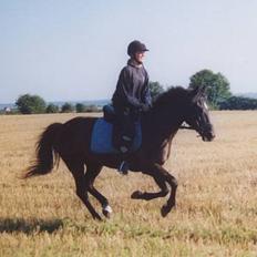 Anden særlig race Stella 