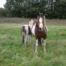 Tinker Lysholm's Aisling
