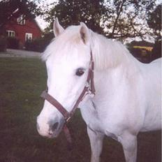 Anden særlig race Yousette (R.I.P.)