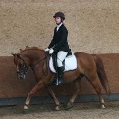 Anden særlig race Sukema - Solgt