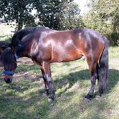 Connemara Borredalens Eight Garbo