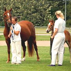 Welsh Cob (sec D) Merza's Curly Sue