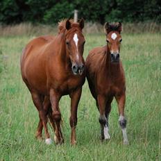 Welsh Cob (sec D) Merza's Curly Sue
