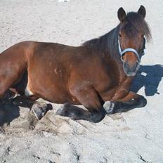 Nordsvensk Skovhest Napoleon