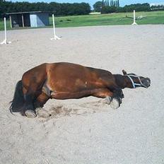 Nordsvensk Skovhest Napoleon