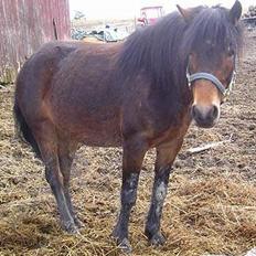 Welsh Pony af Cob-type (sec C) Myran