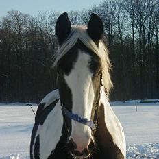 Pinto Horsebjerg Basquewill død
