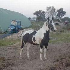 Pinto Horsebjerg Basquewill død