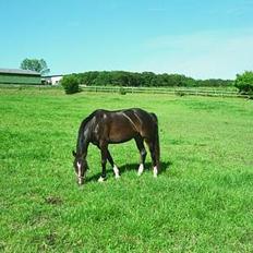 Anden særlig race Julie (død 2001)