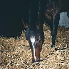 Anden særlig race Julie (død 2001)