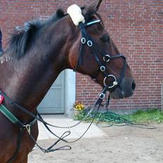 Traver Amadeo *Solgt*