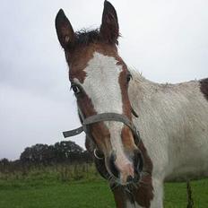 Tinker Lysholm's Aidan