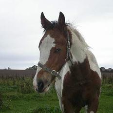 Tinker Lysholm's Aidan