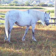 Anden særlig race LaNora