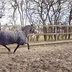 Anden særlig race Stella 