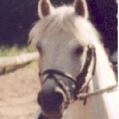 Welsh Mountain (sec A) Prins Silver